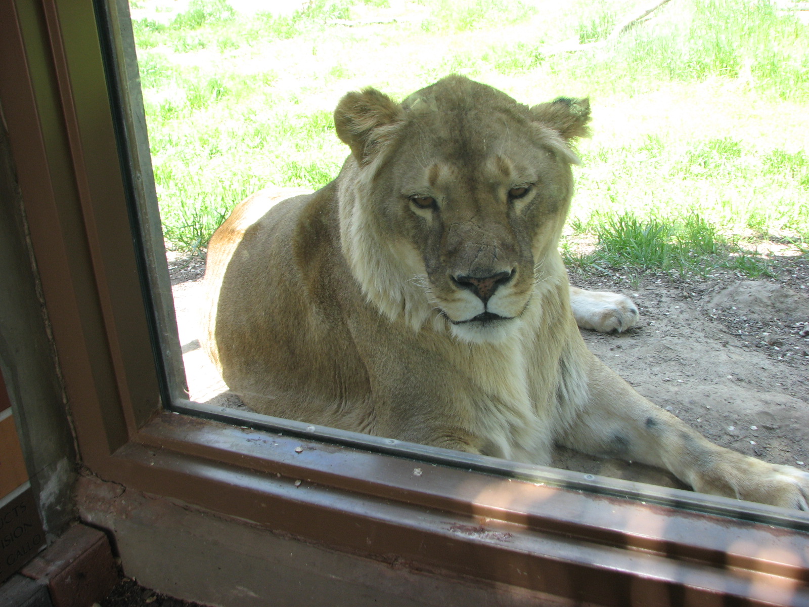 African Plains - Lion