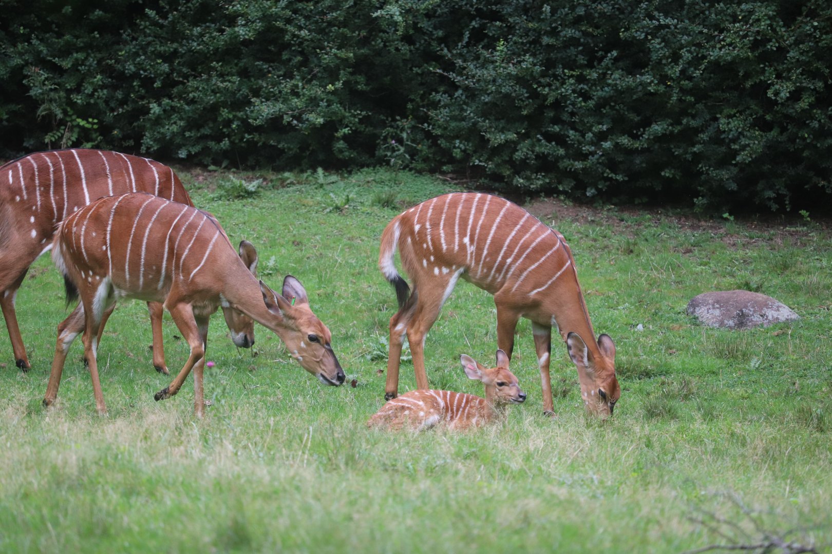African Plains - Lowland Nyala