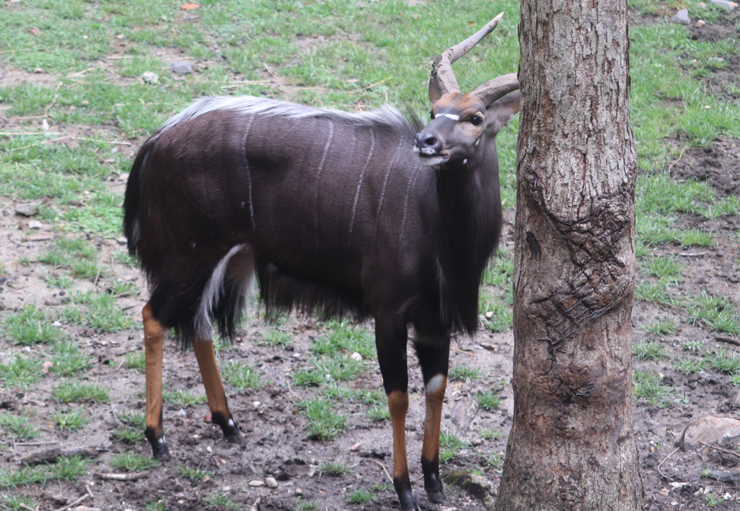 African Plains - Lowland Nyala