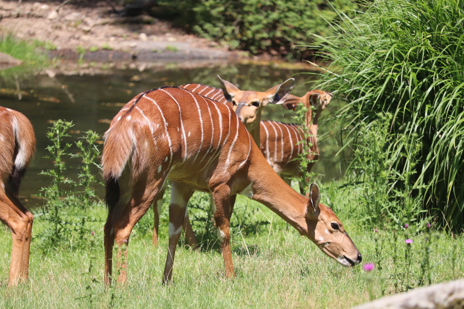 African Plains - Lowland Nyala