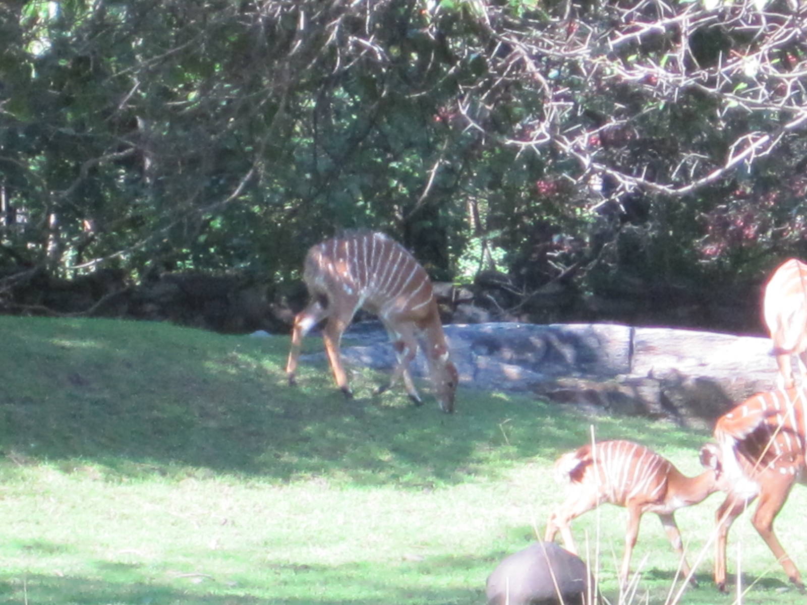 African Plains- Lowland Nyalas