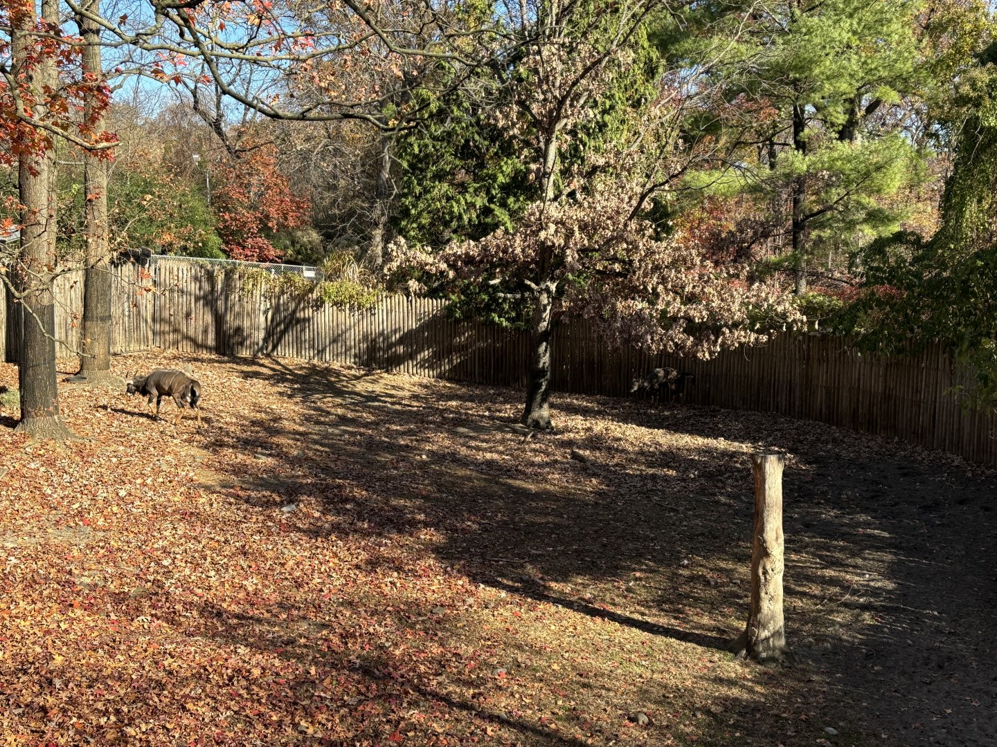 African Plains- Male Nyala Exhibit