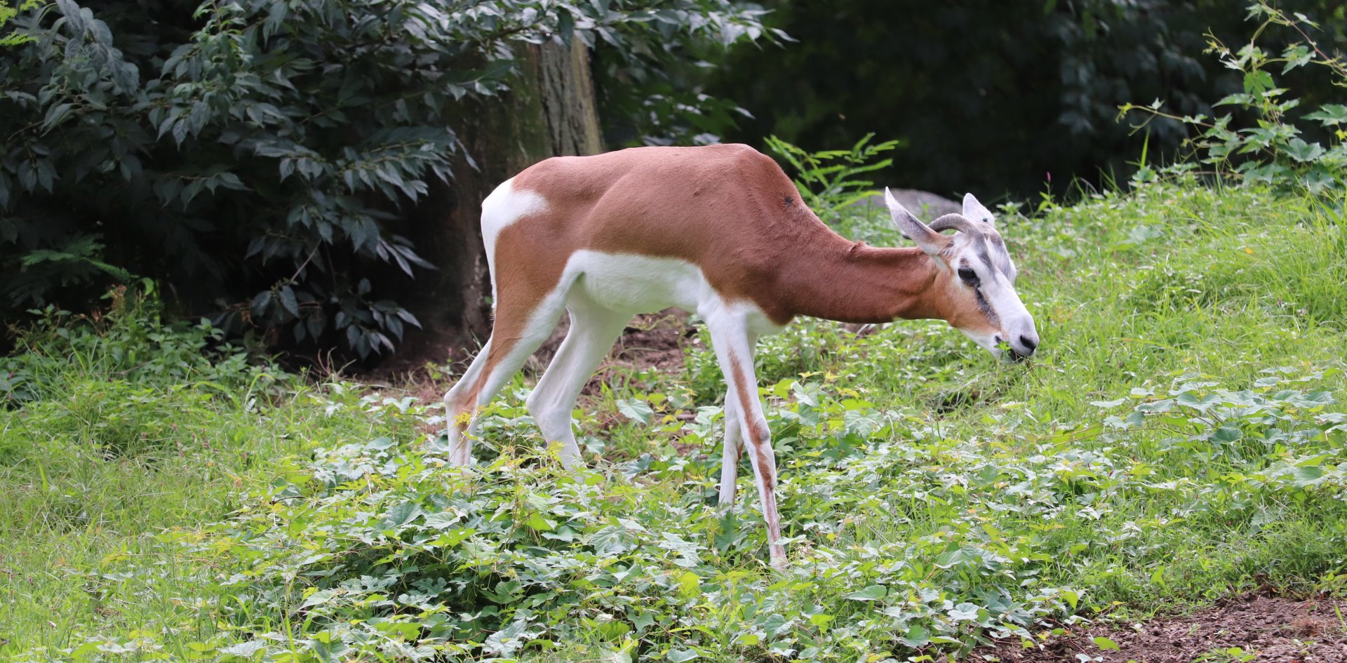 African Plains - Mhorr Gazelle