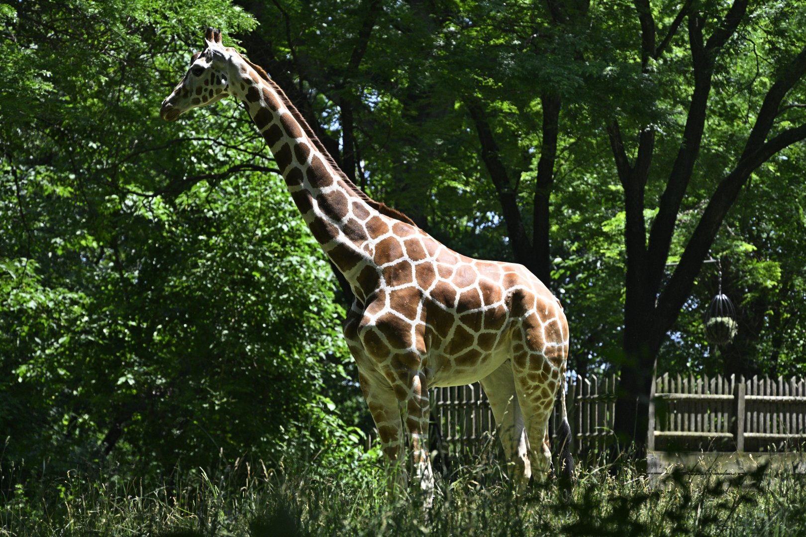 African Plains - Northern Giraffe (Giraffa camelopardalis)