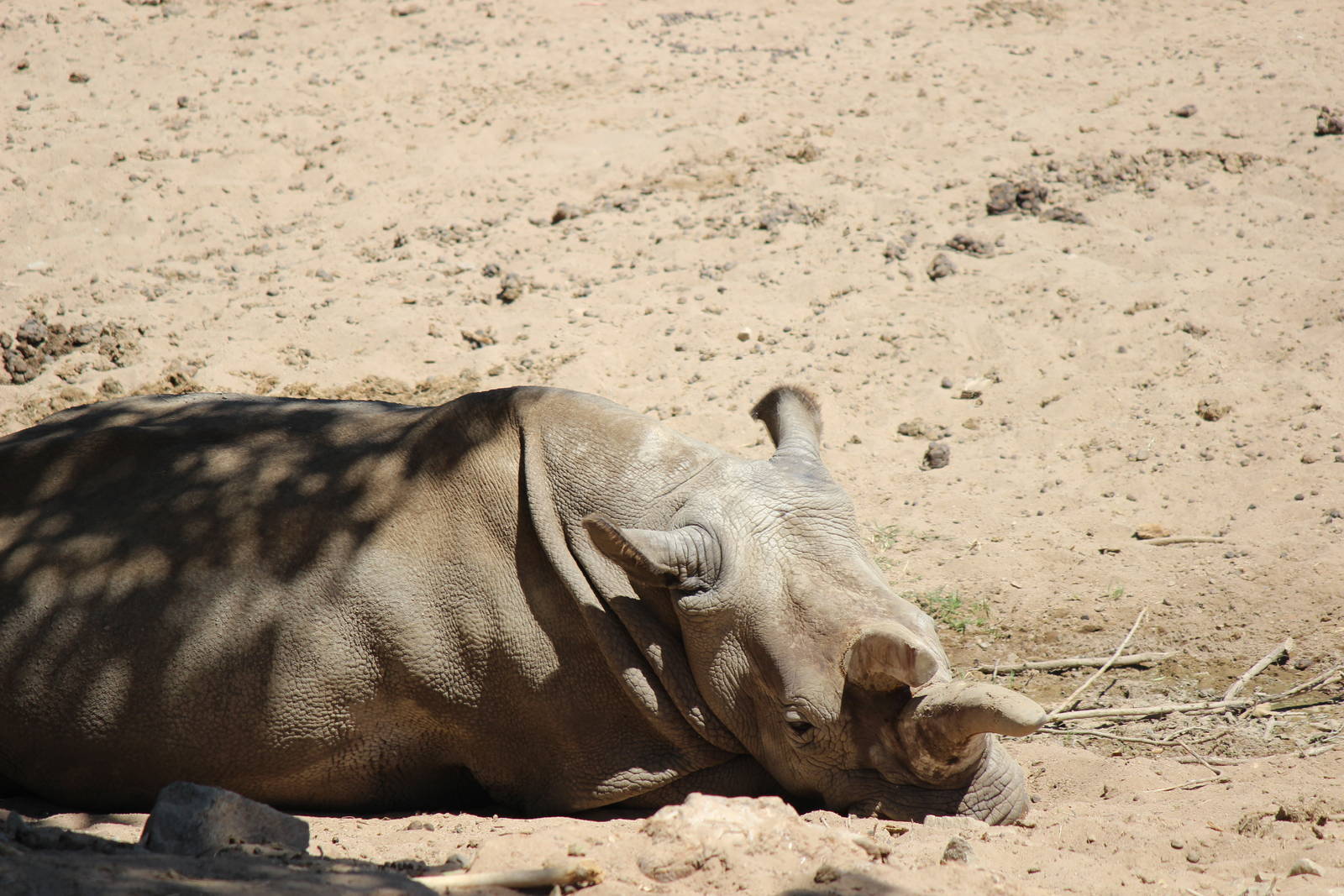 African Plains - Northern White Rhino