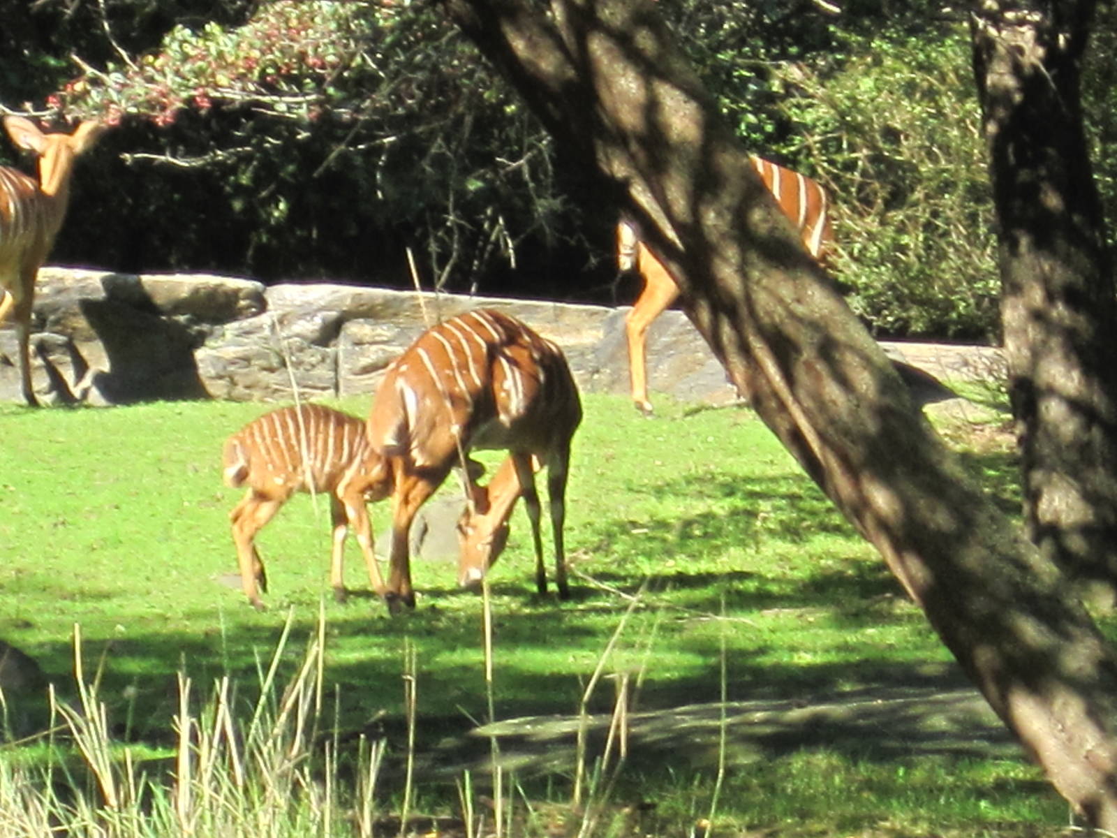 African Plains- Nyala Calf