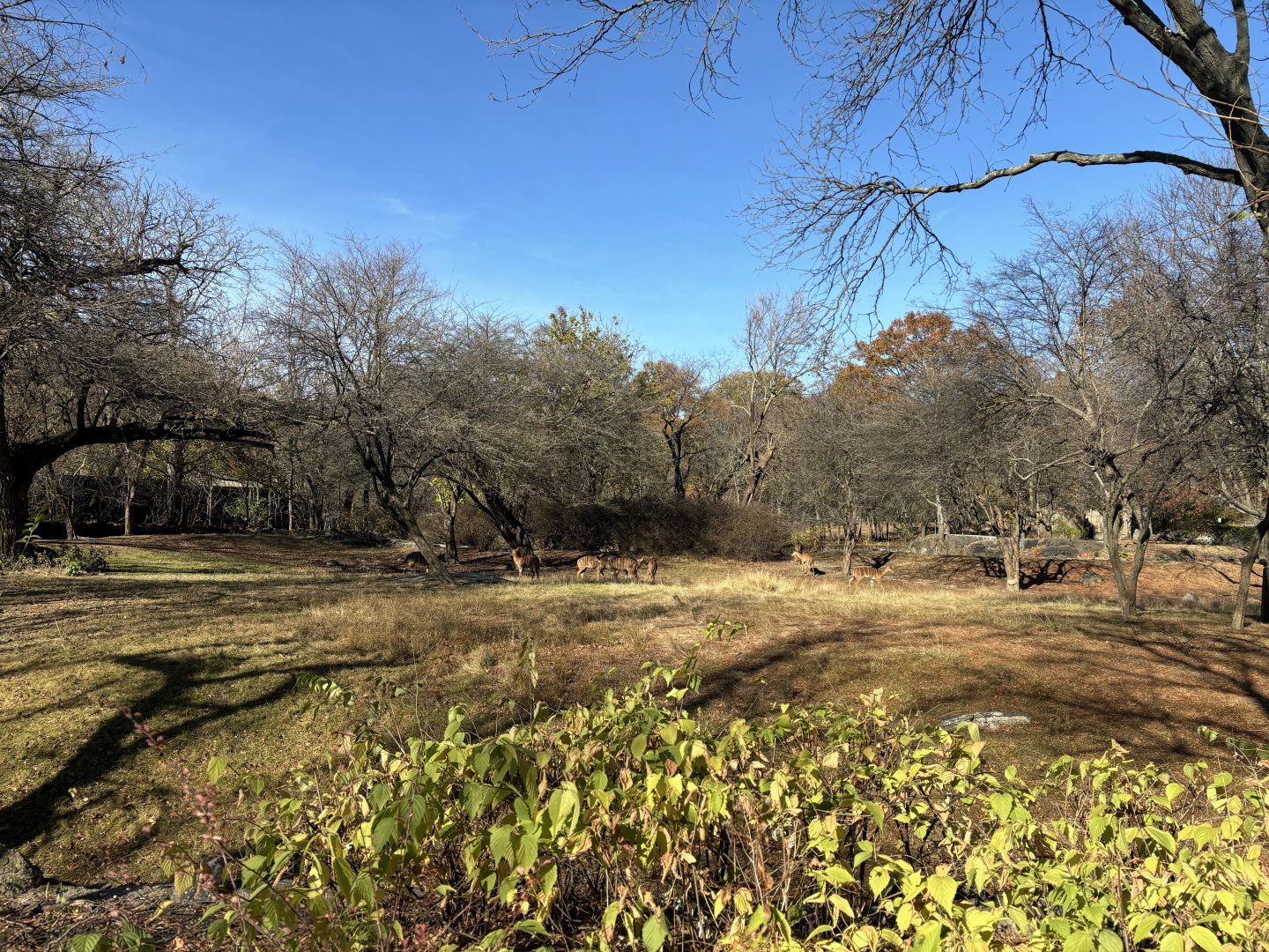 African Plains- Nyala Exhibit