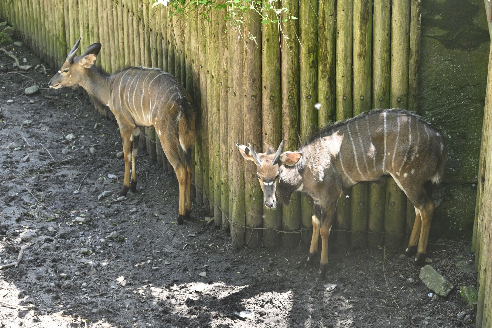 African Plains - Nyala (Tragelaphus angasii)