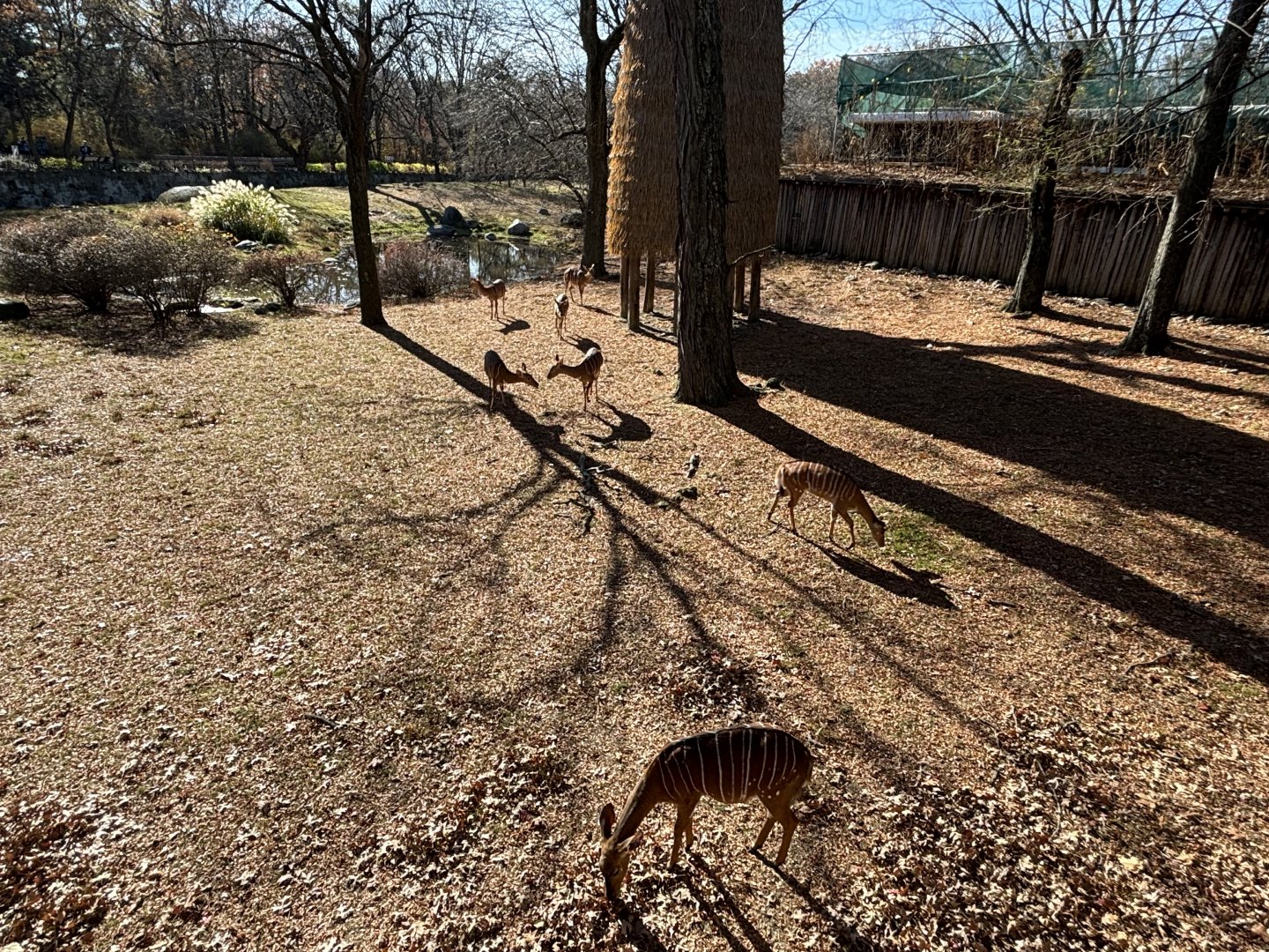 African Plains- Nyala