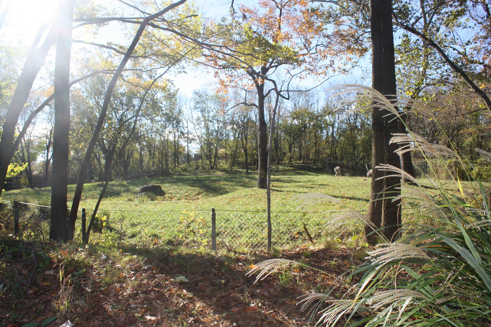 African Plains- Ostrich Exhibit