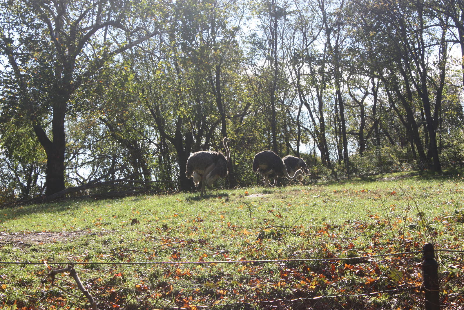 African Plains: Ostrich Flock