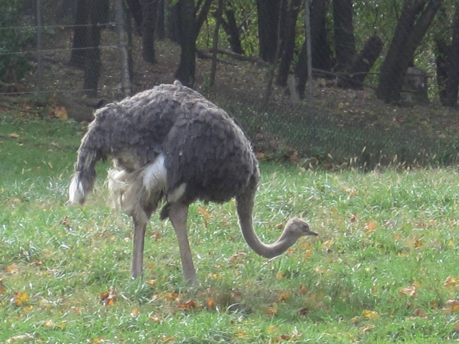 African Plains- Ostrich