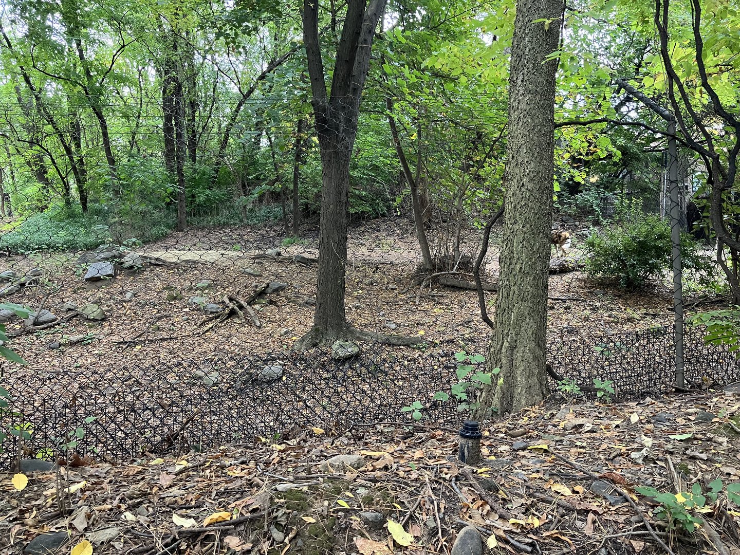 African Plains - Painted Dog Exhibit