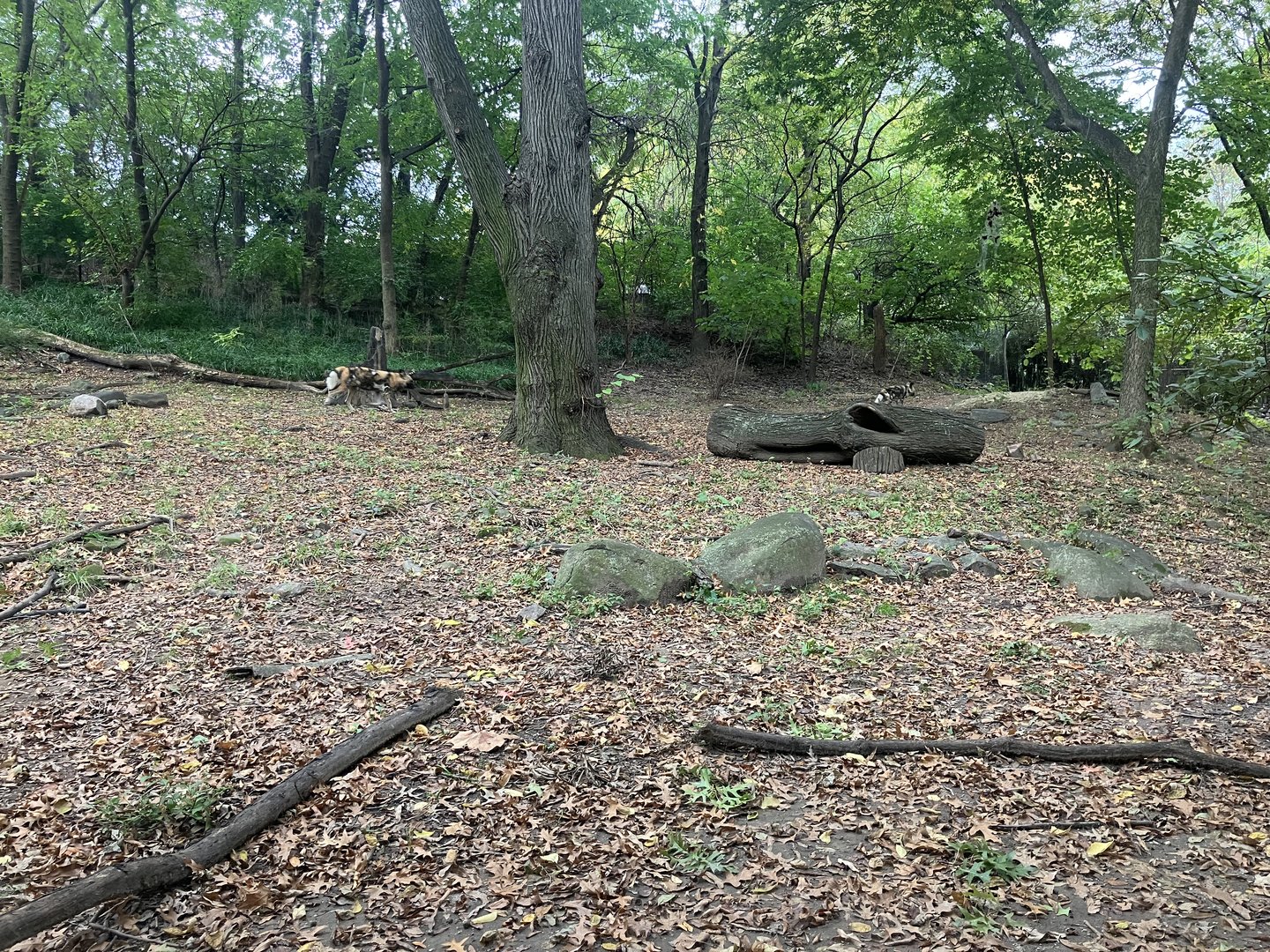 African Plains - Painted Dog Exhibit