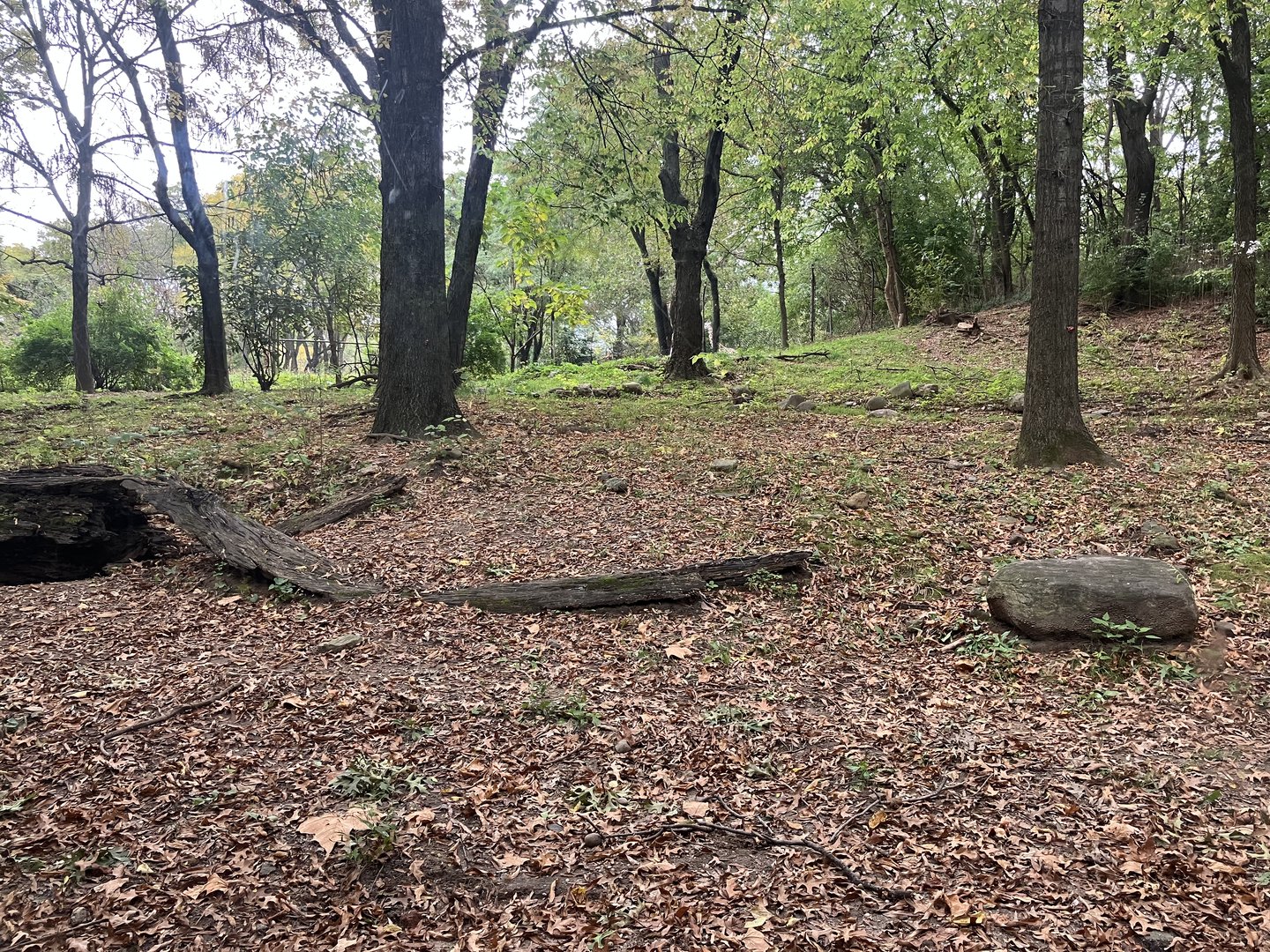 African Plains - Painted Dog Exhibit