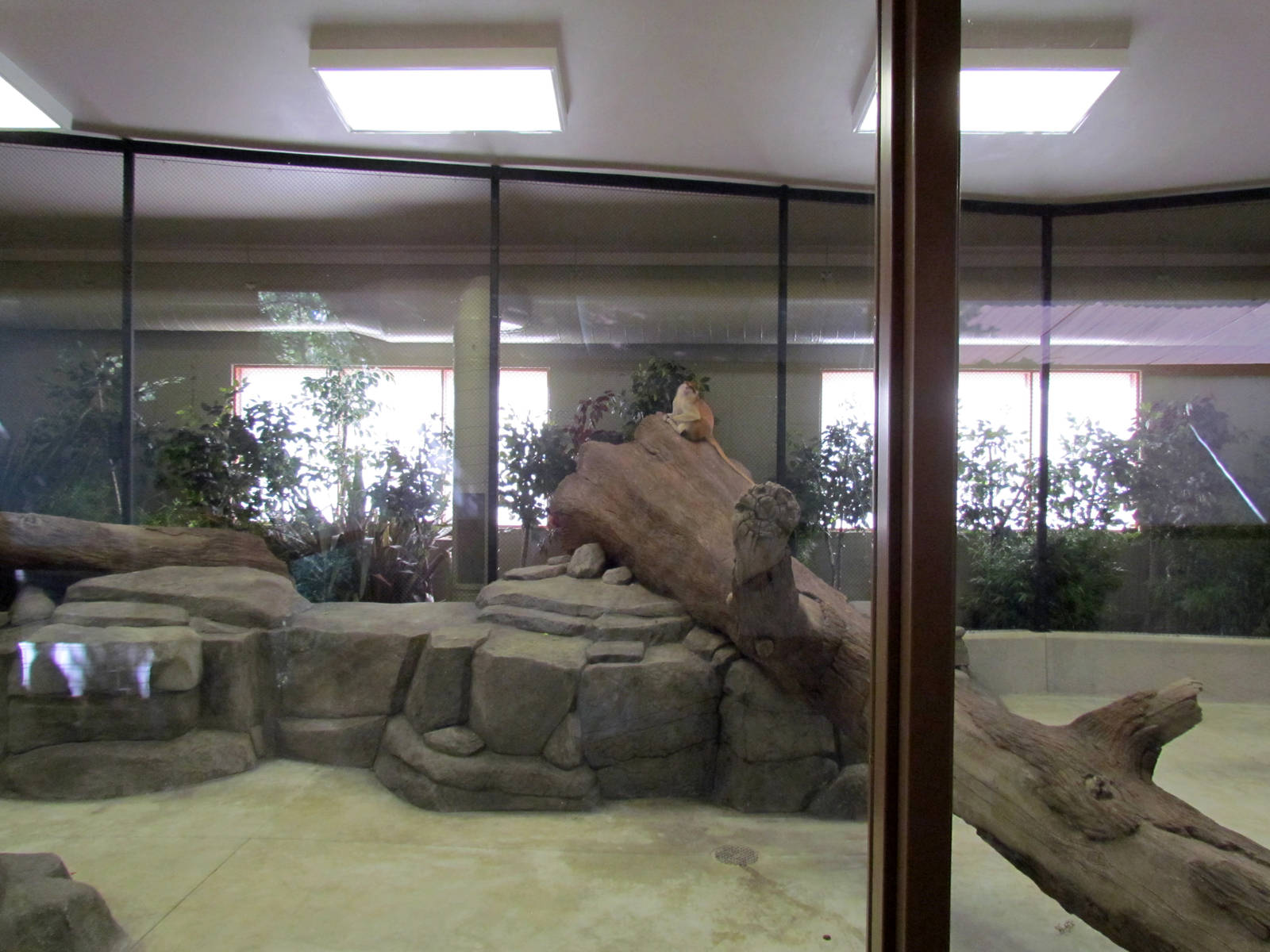 African Plains - Patas Monkey Indoor Exhibit