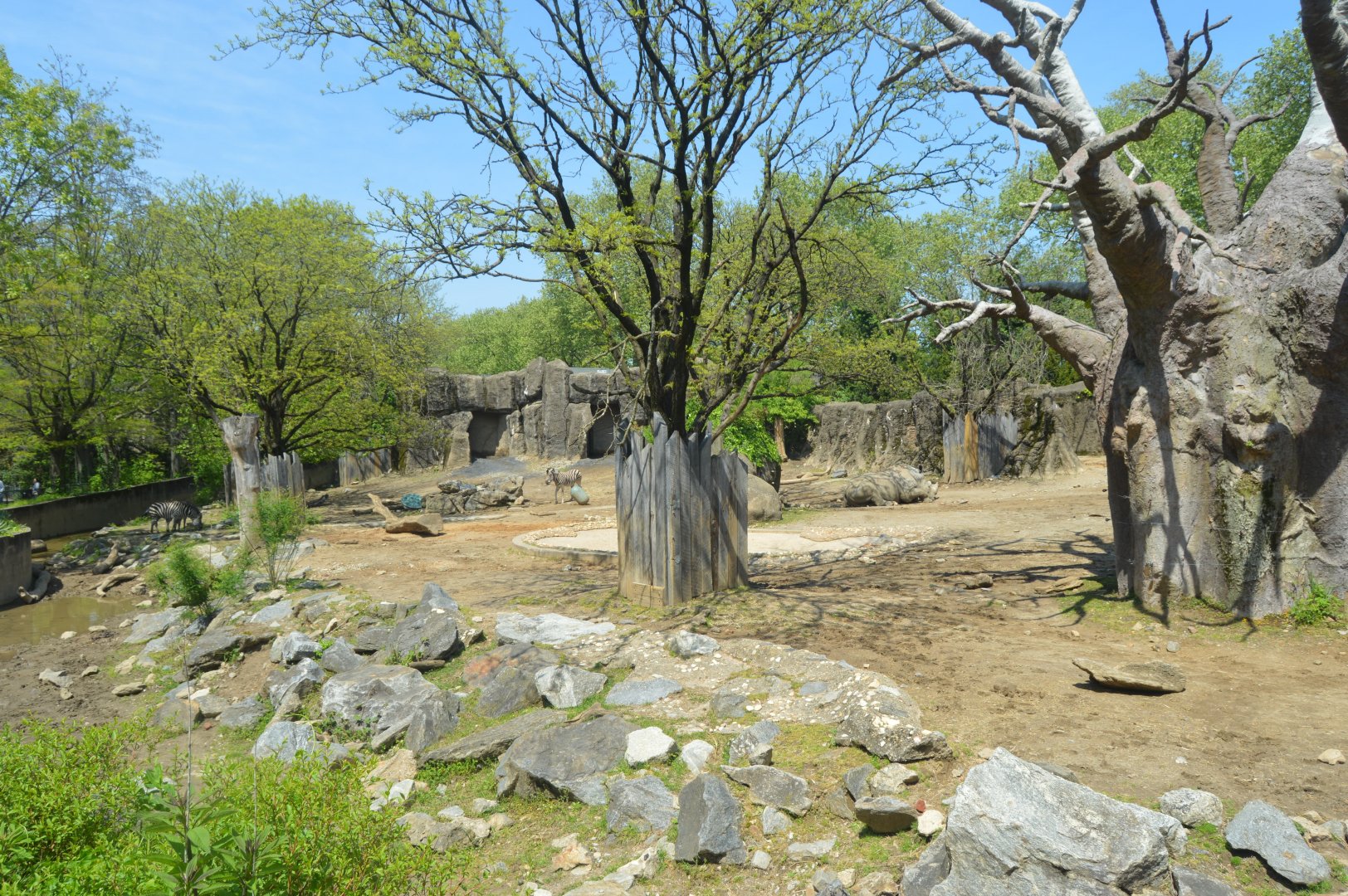 African Plains - Plains Zebra (Equus quagga) and Southern White Rhinoceros (Ceratotherium simum simum) Exhibit