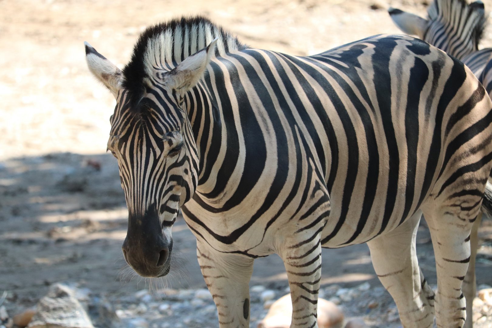 African Plains - Plains Zebra
