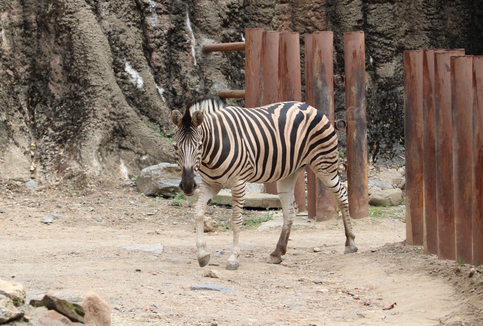African Plains - Plains Zebra