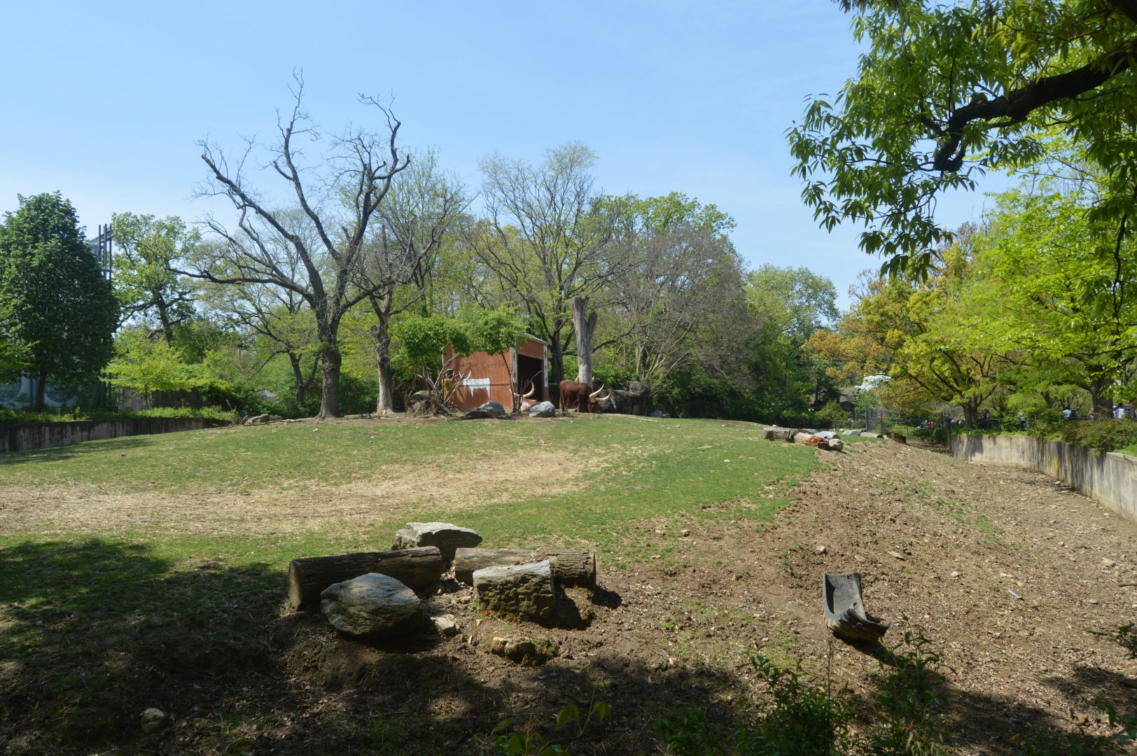 African Plains - Red River Hog (Potamochoerus porcus) and Ankole-Watusi Cattle (Bos taurus) Exhibit