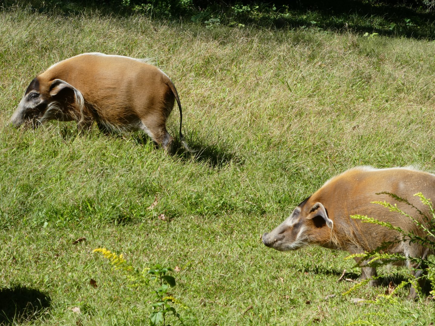 African Plains - Red River Hog