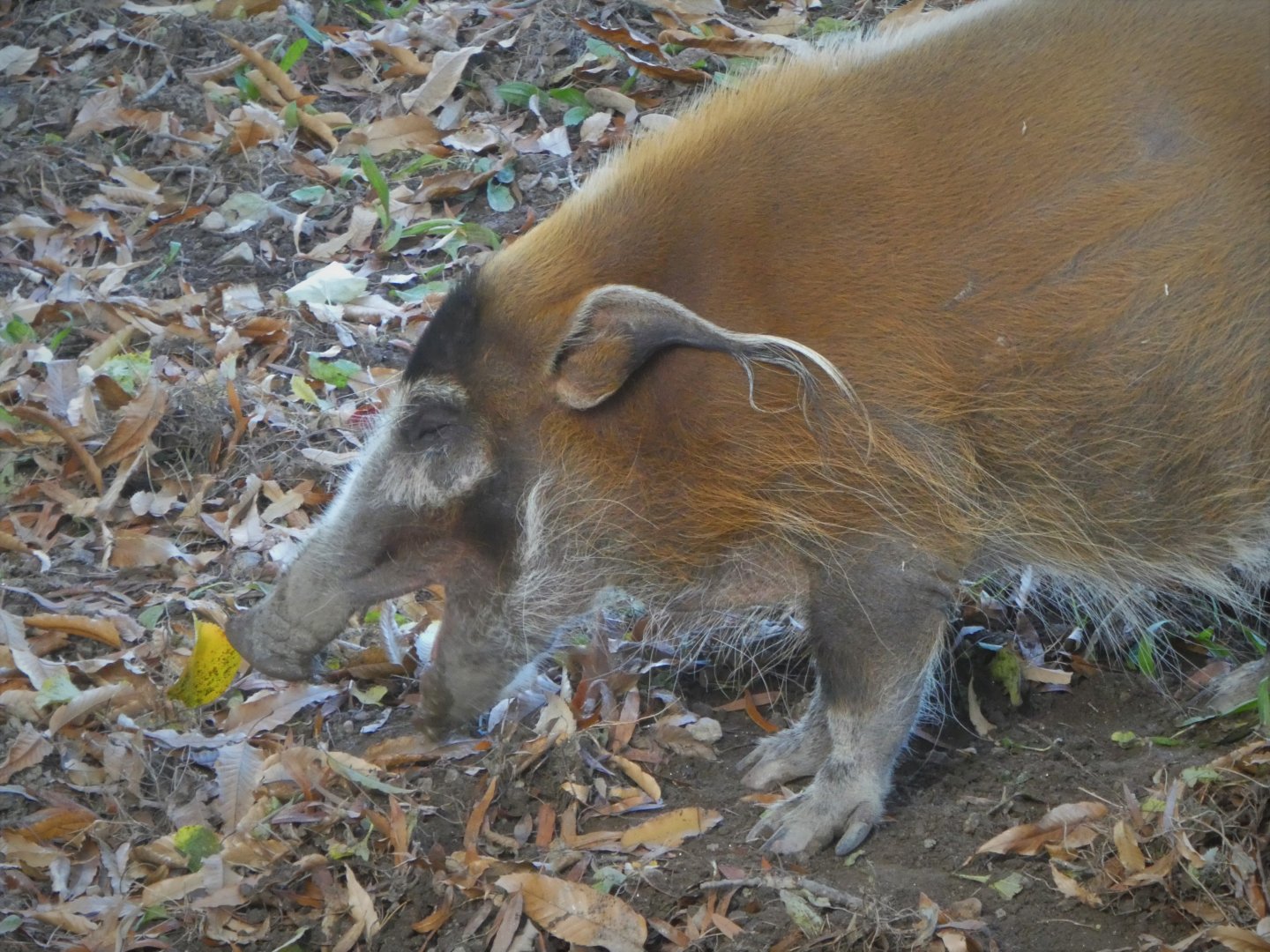 African Plains - Red River Hog