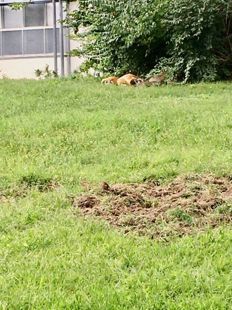 African Plains - Red River Hogs