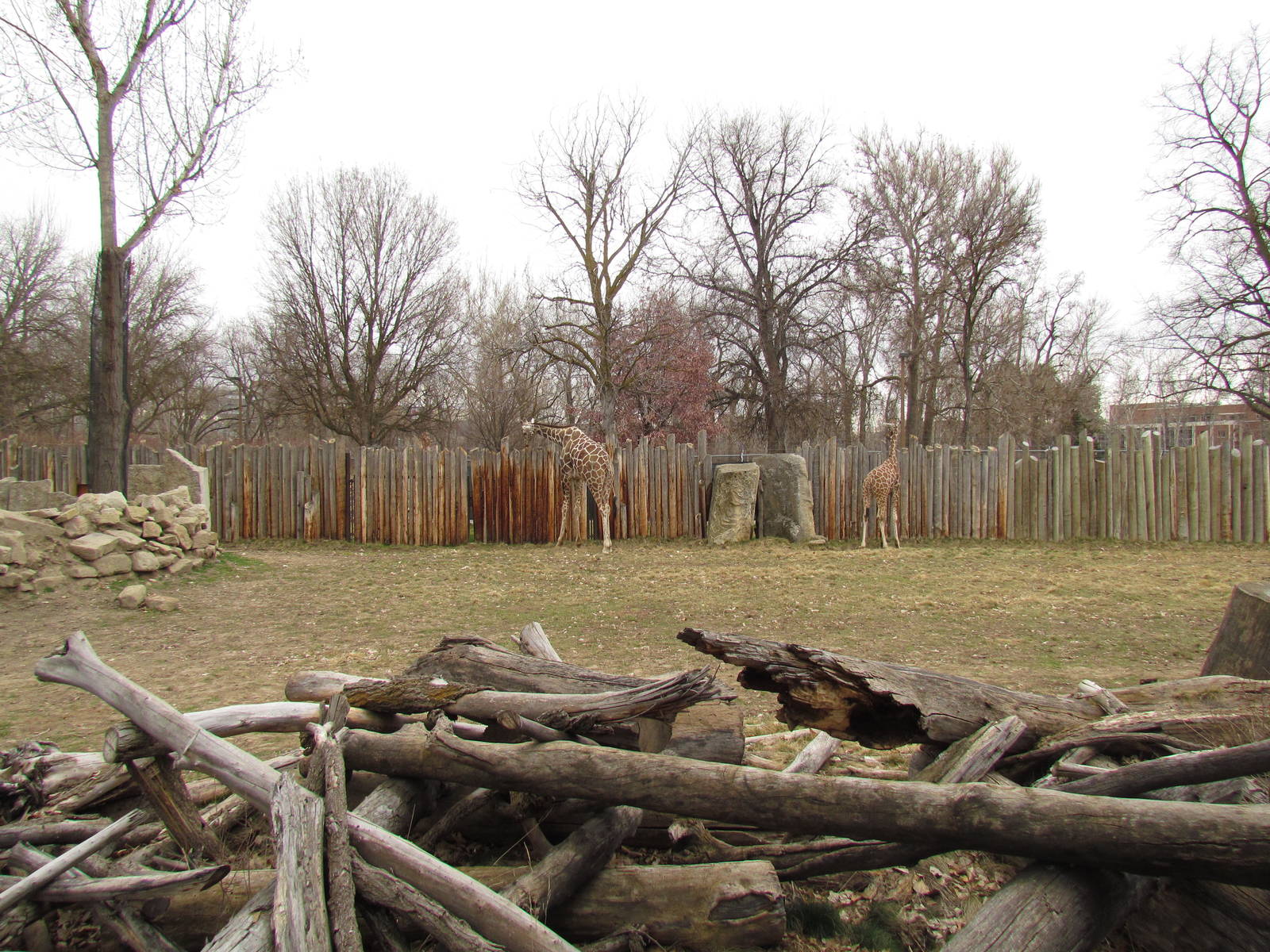 African Plains - Reticulated Giraffe Exhibit