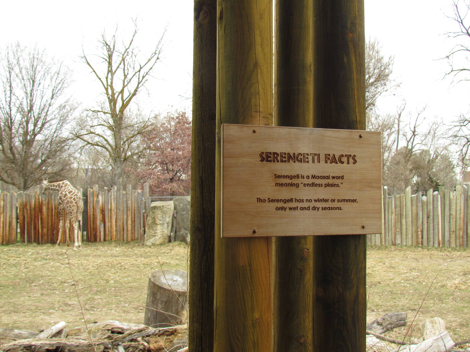 African Plains - Reticulated Giraffe Exhibit