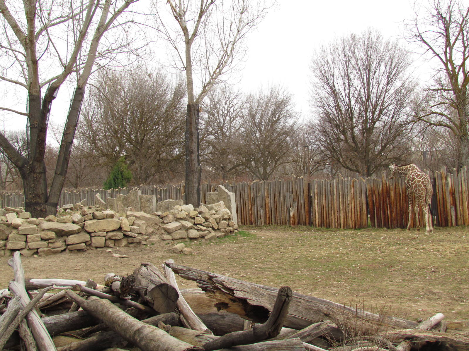 African Plains - Reticulated Giraffe Exhibit