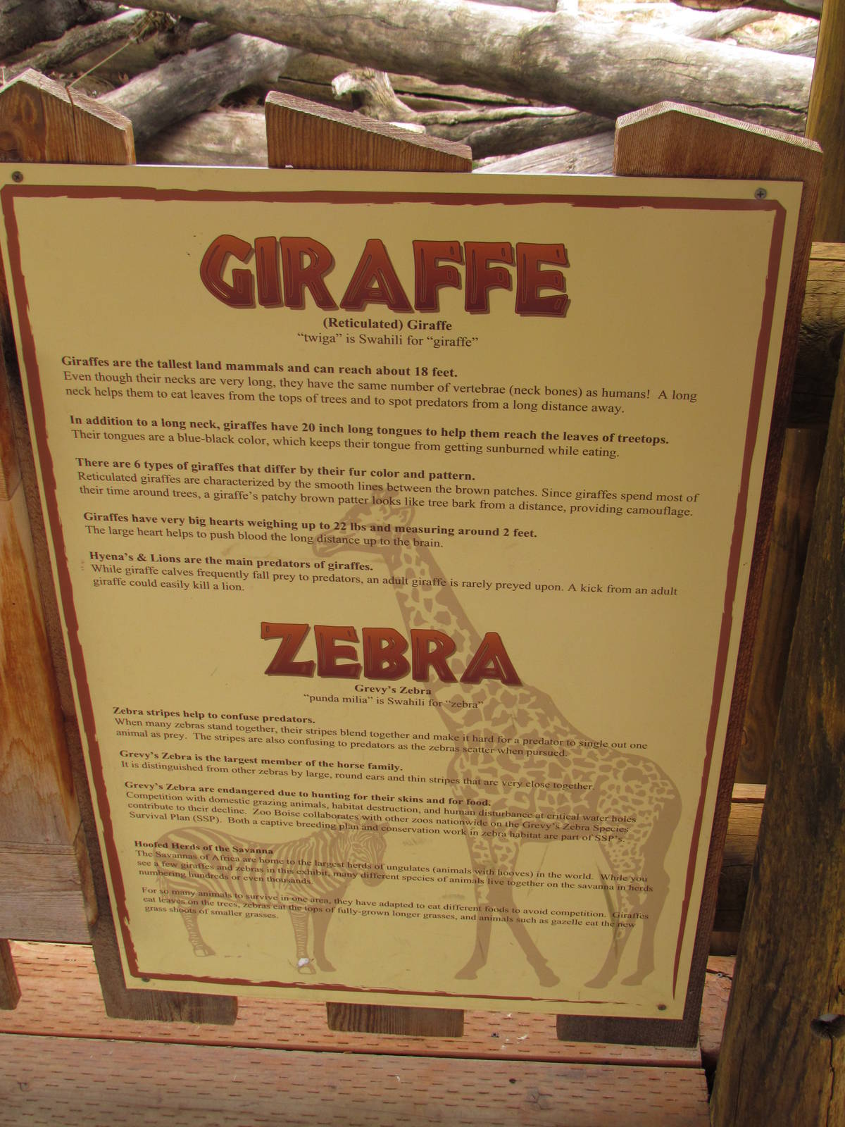 African Plains - Reticulated Giraffe Exhibit