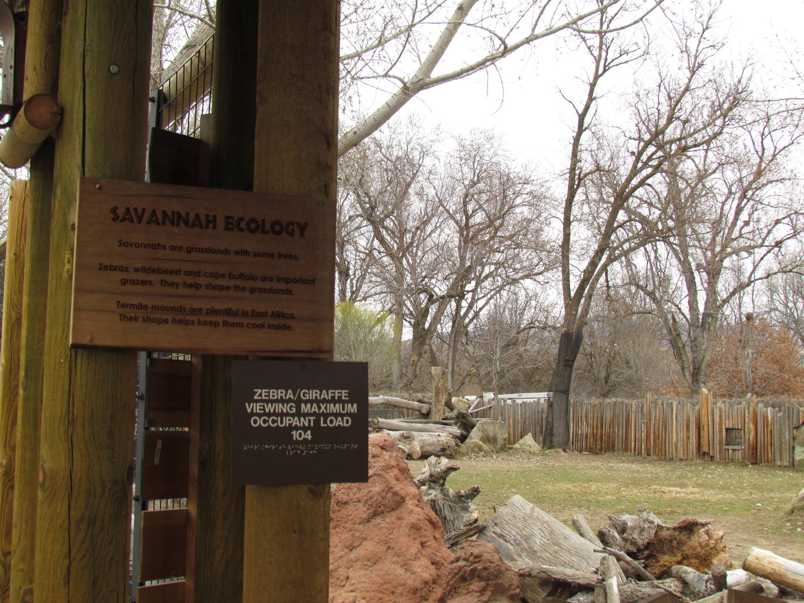 African Plains - Reticulated Giraffe Exhibit