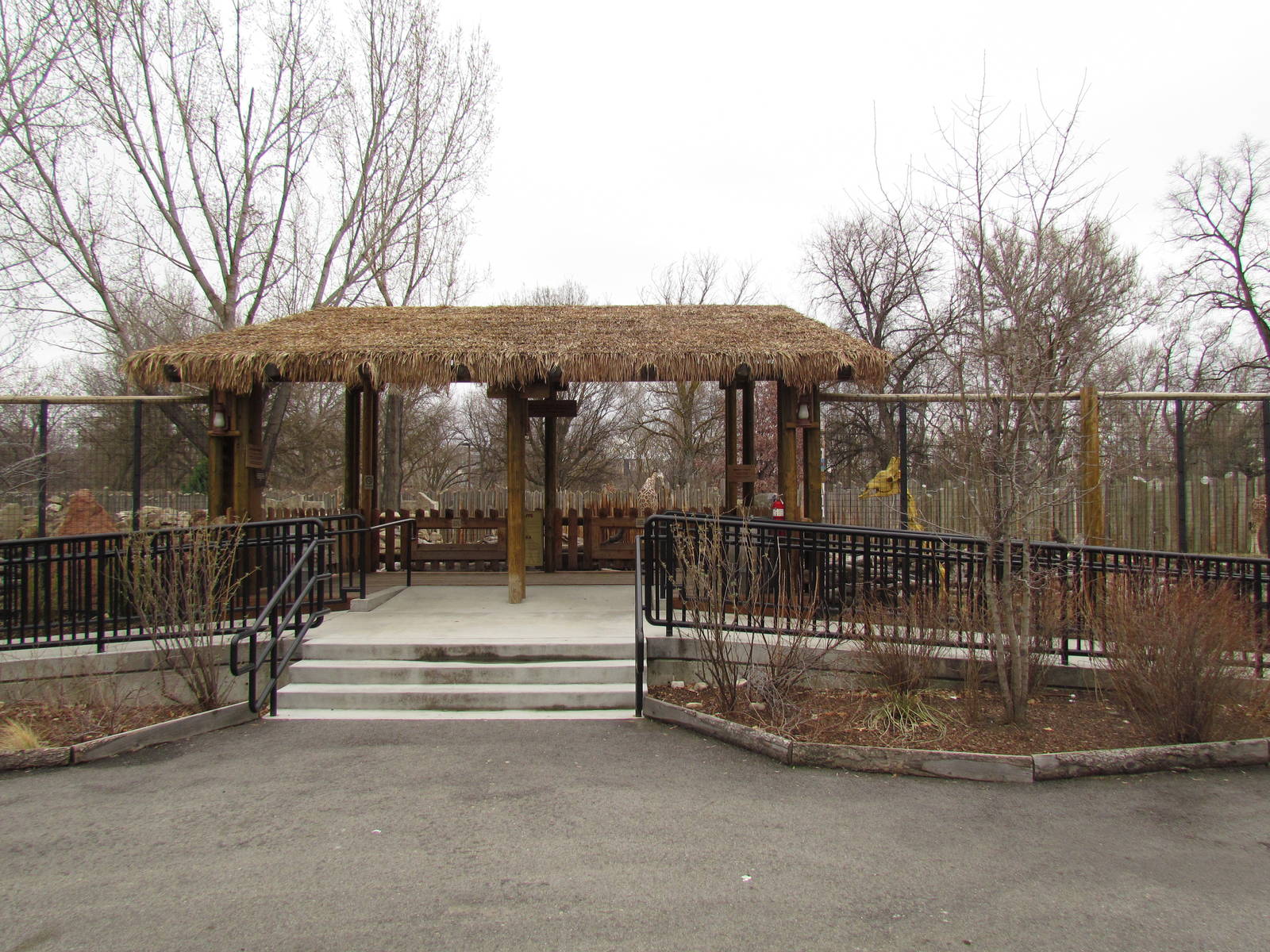 African Plains - Reticulated Giraffe Exhibit