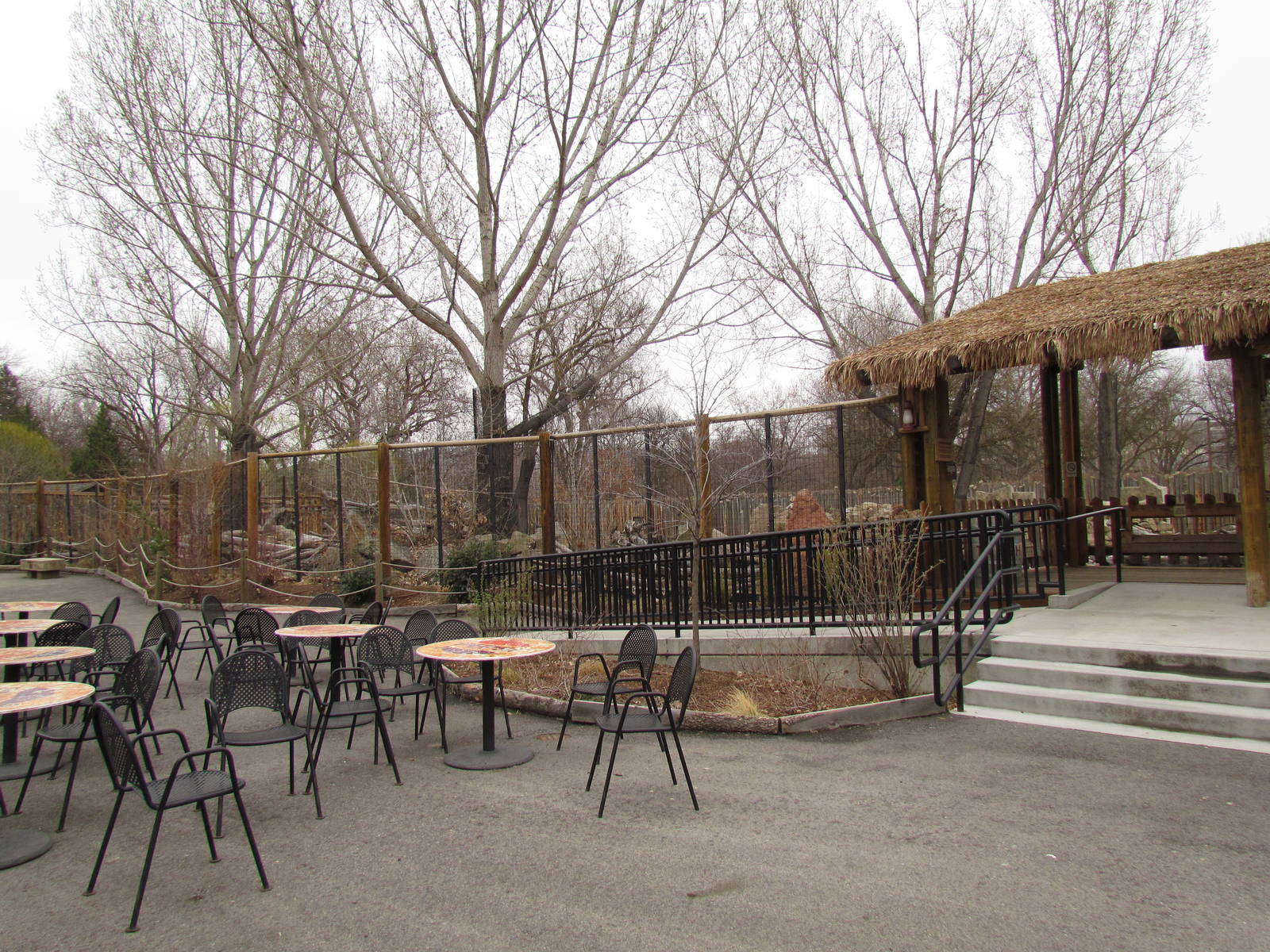 African Plains - Reticulated Giraffe Exhibit