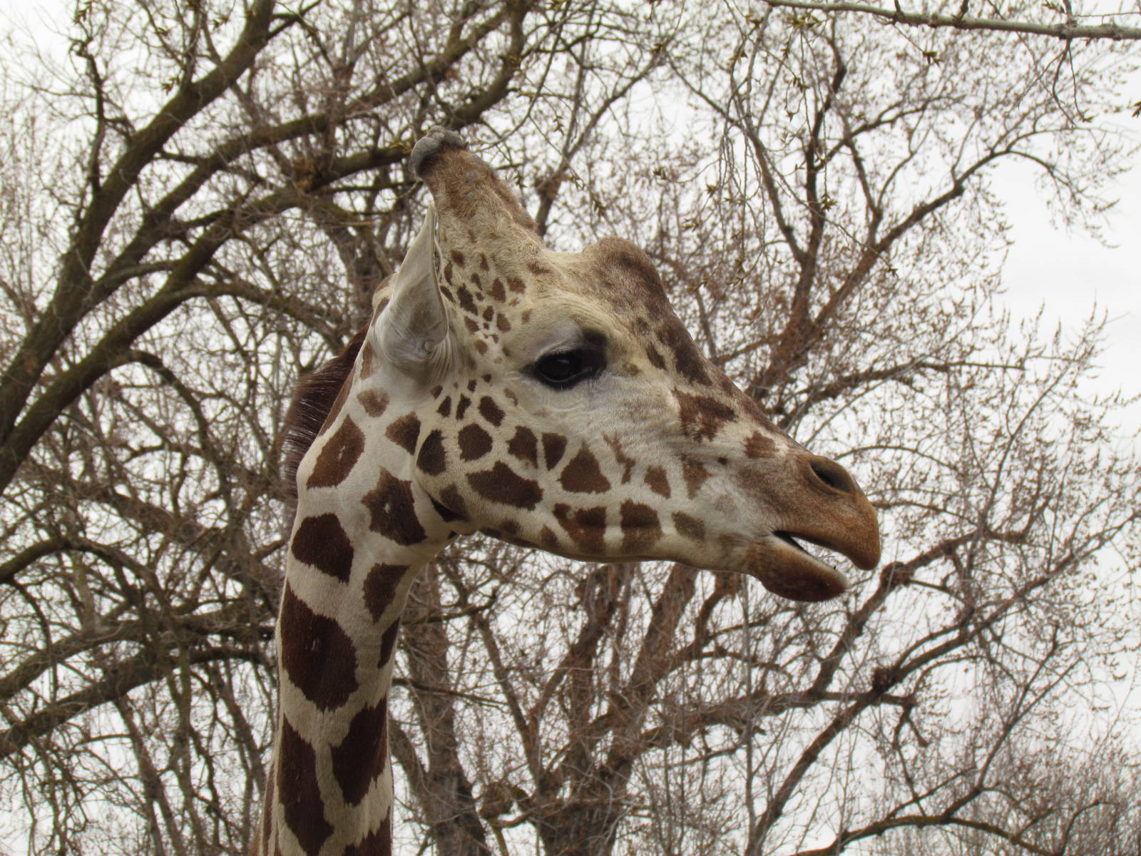 African Plains - Reticulated Giraffe