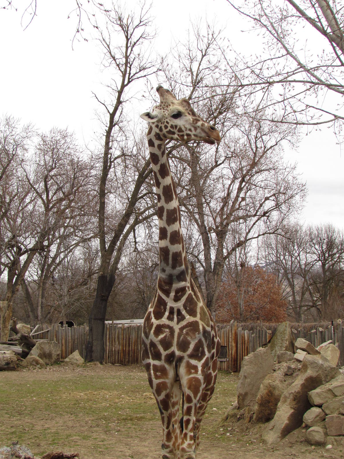 African Plains - Reticulated Giraffe