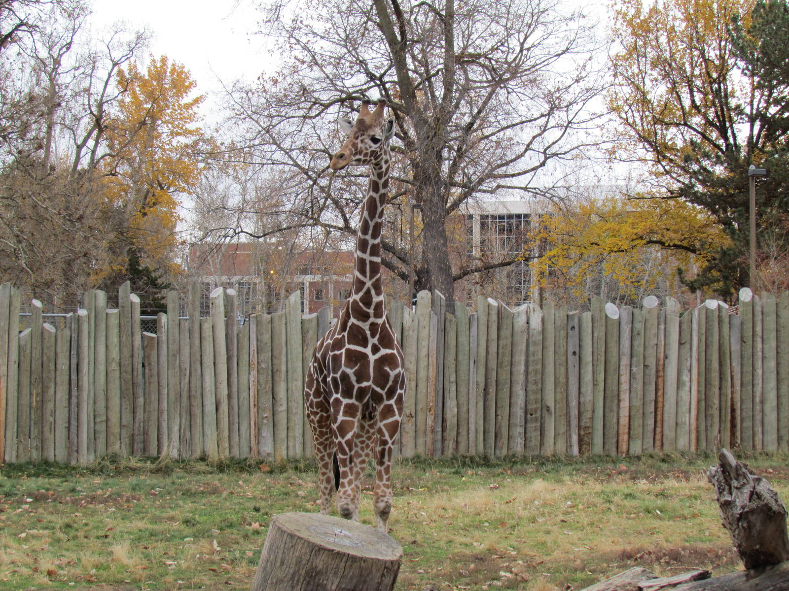 African Plains - Reticulated Giraffe