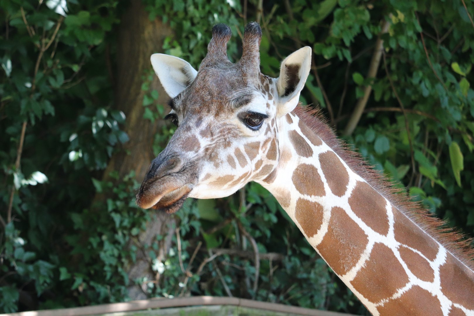 African Plains - Reticulated Giraffe