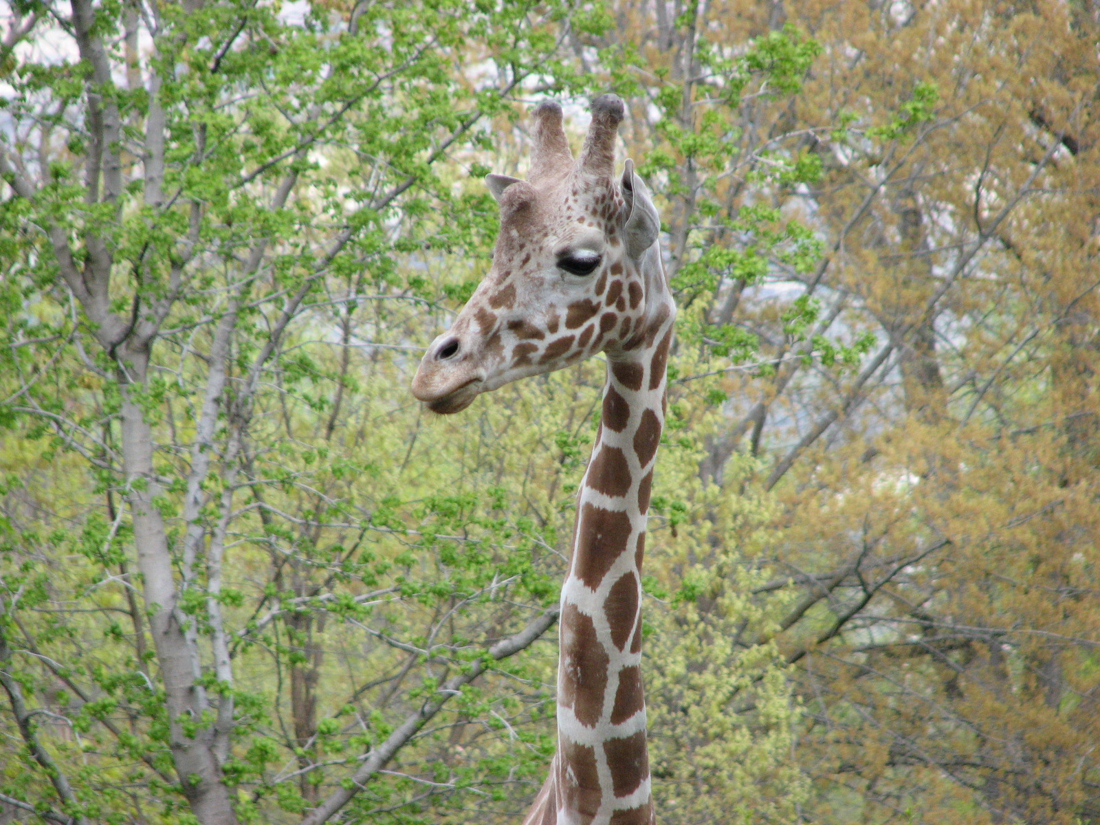 African Plains - Reticulated Giraffe