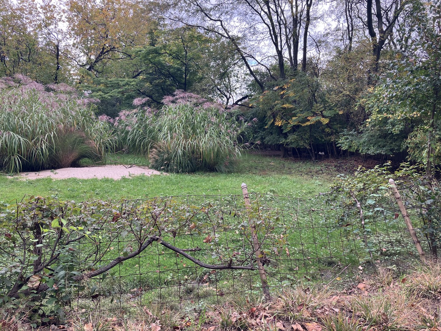 African Plains - Rhim Gazelle Exhibit