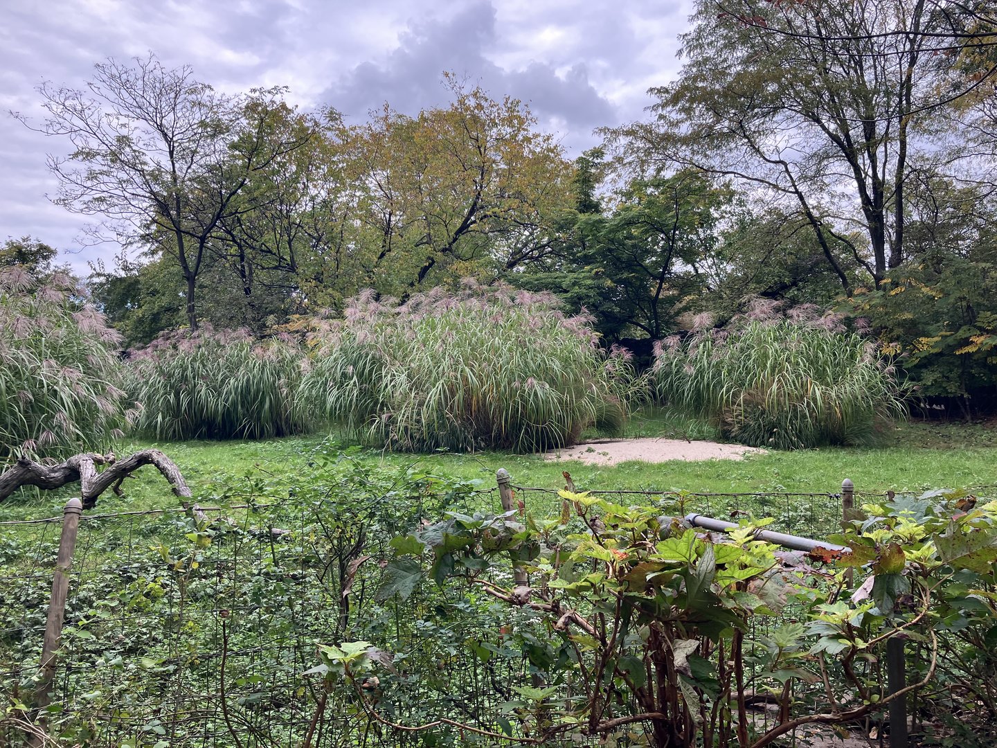 African Plains - Rhim Gazelle Exhibit
