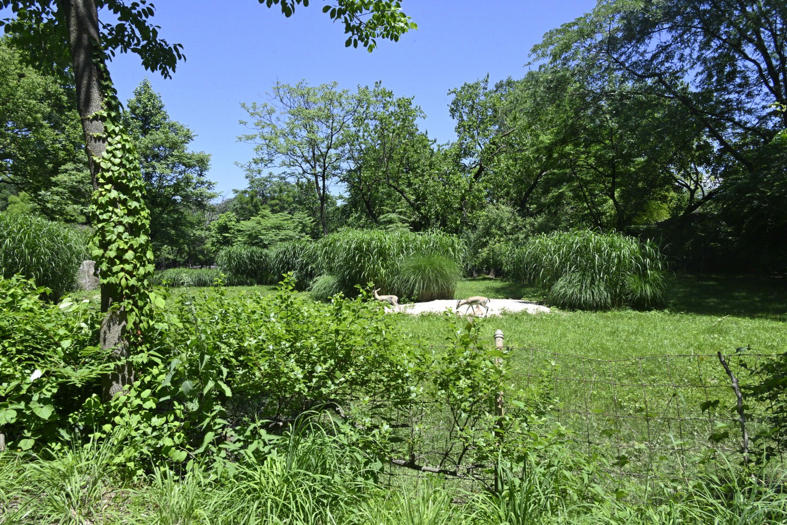 African Plains - Rhim Gazelle (Gazella leptoceros) Exhibit