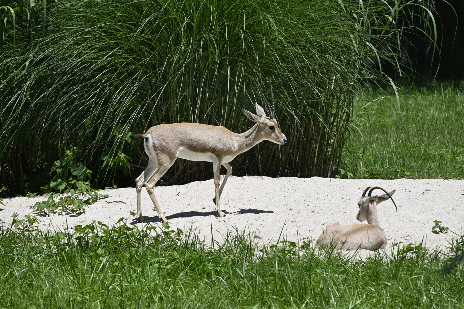 African Plains - Rhim Gazelle (Gazella leptoceros)