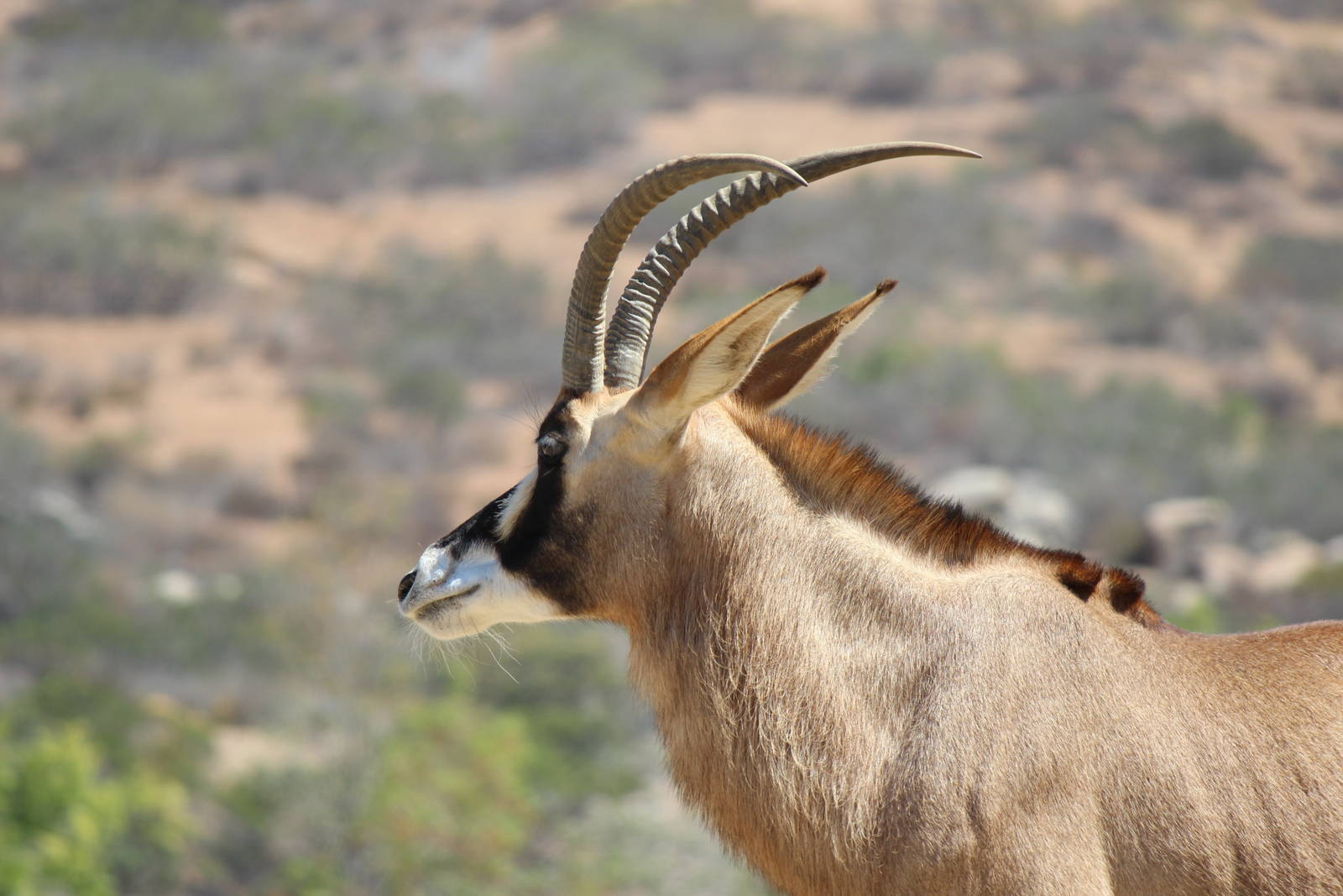 African Plains - Roan Antelope