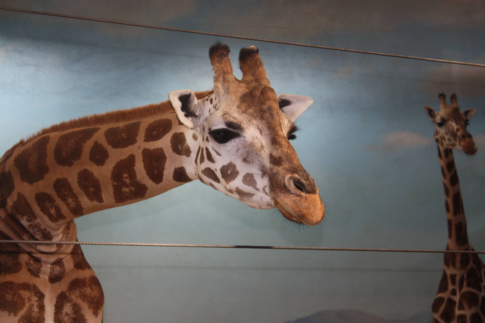 African Plains- Rothschild's Giraffe