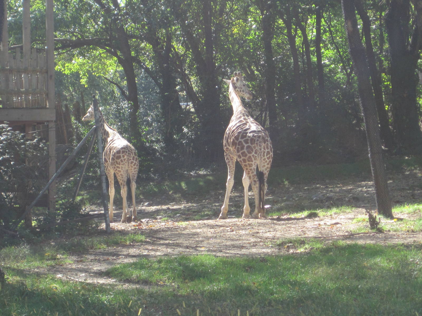 African Plains- Rothschild's Giraffes