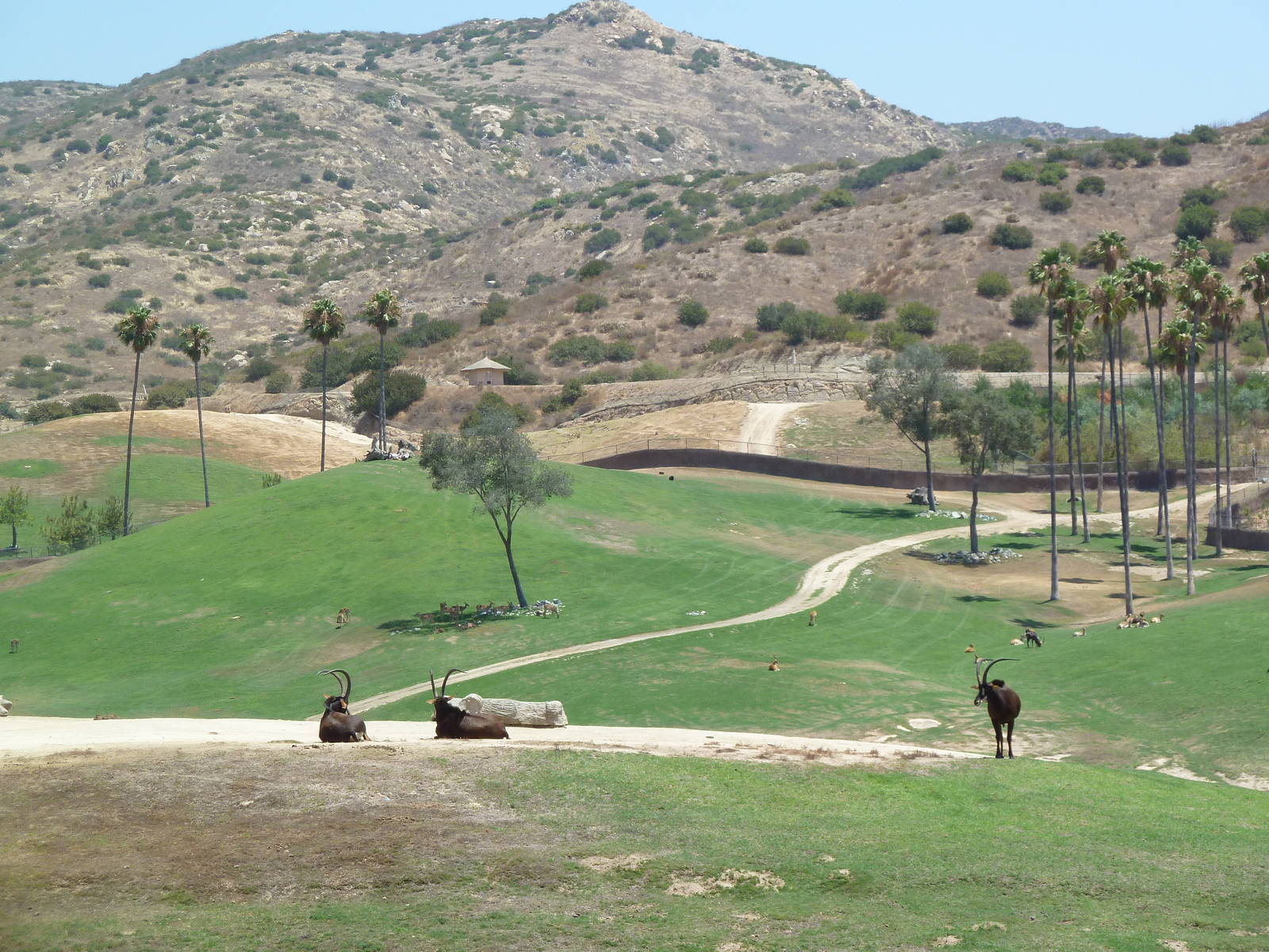 African Plains - Sable Antelope