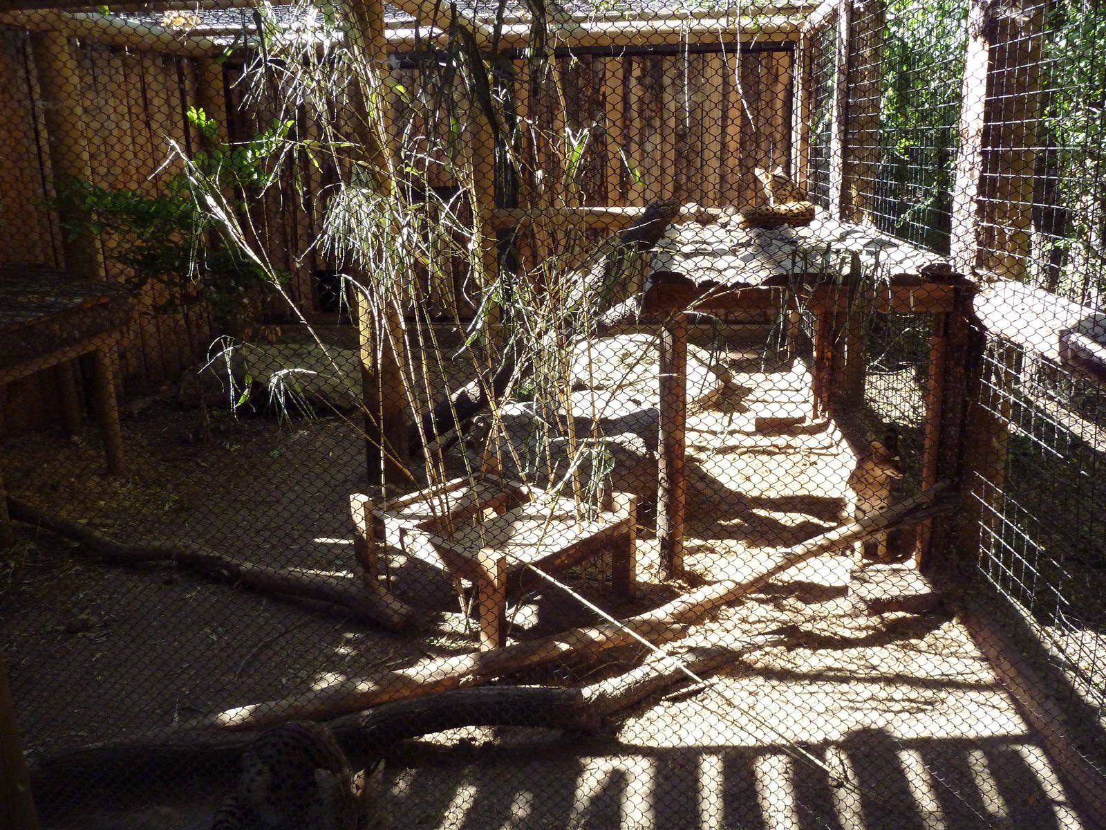 African Plains - Serval Exhibit