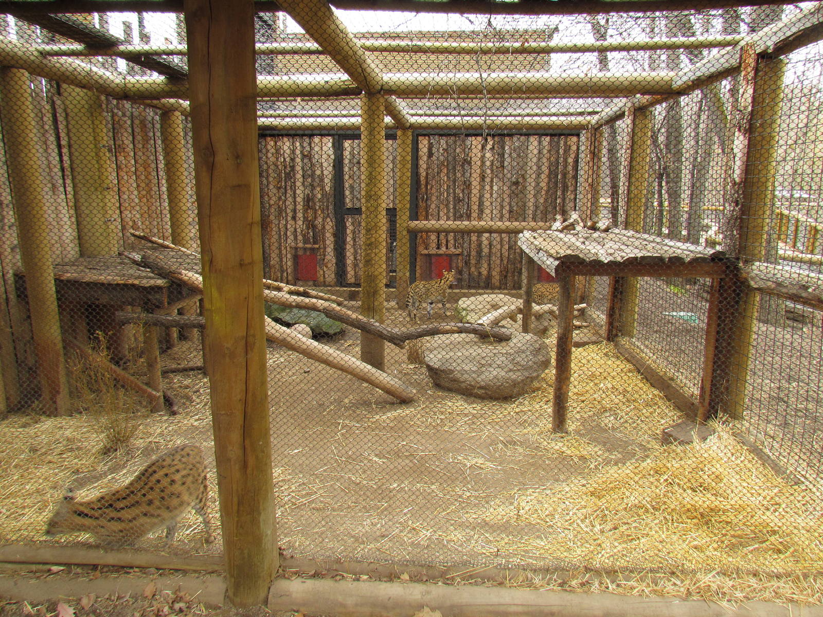 African Plains - Serval Exhibit