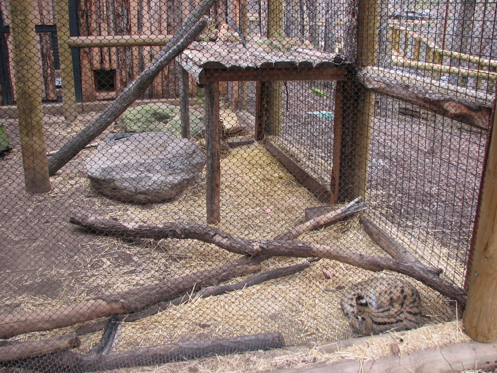 African Plains - Serval Exhibit